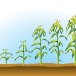 Criação de Infográfico - Cliente: Monsanto